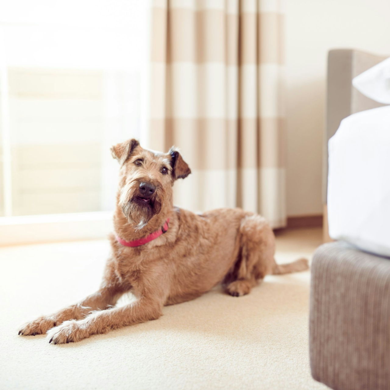 Airedale Terrier liegt neben dem Hotelbett am Boden