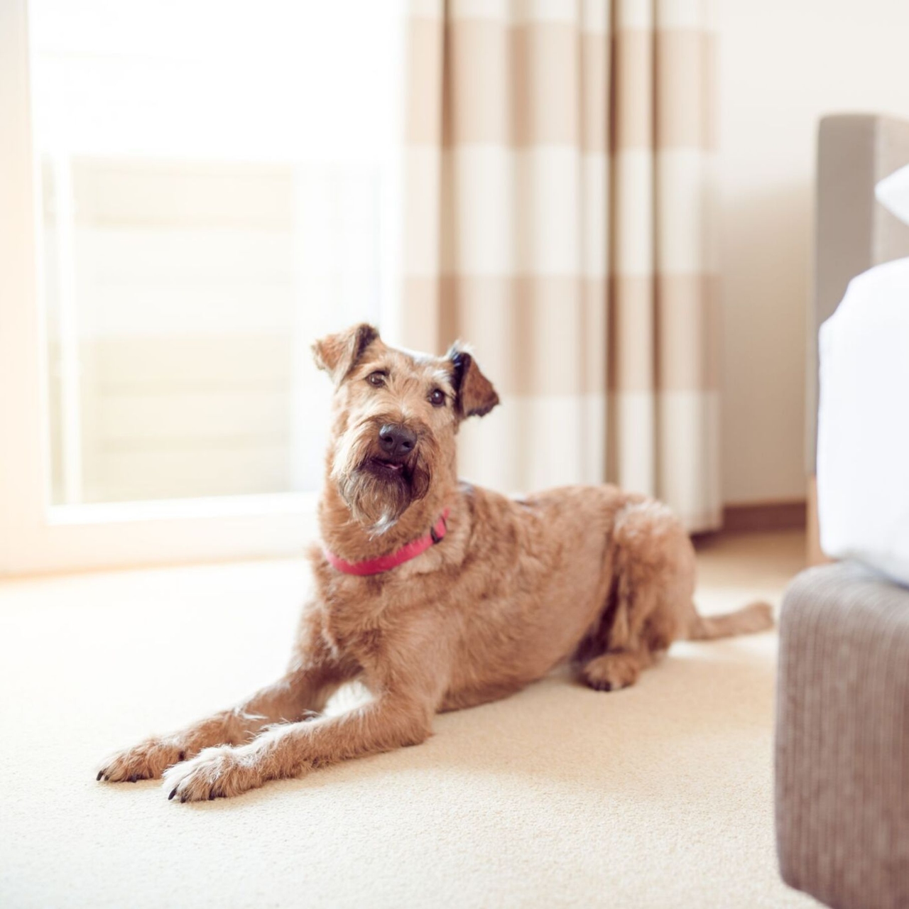 Airedale Terrier liegt neben dem Hotelbett am Boden
