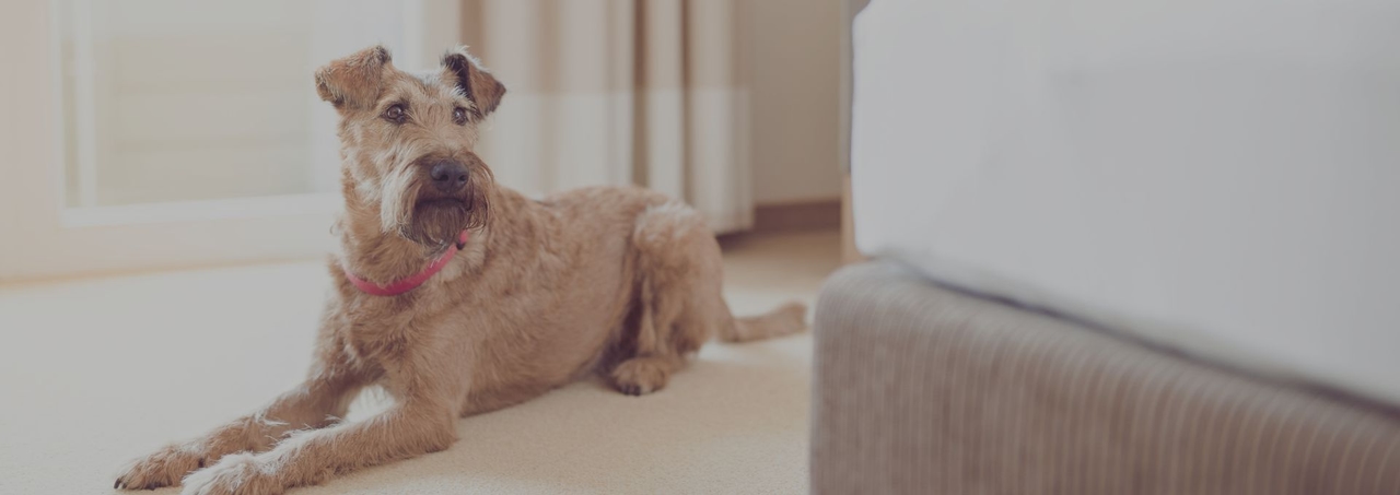 Airedale Terrier liegt neben dem Hotelbett am Boden
