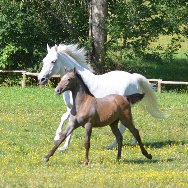 Eine weiße Lipizzaner Stute und ihr braunes Fohlen auf der grünen Wiese.