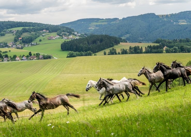 Weide mit einer Herde grauen und schwarzen Lipizzanern. Dahinter die Hügellandschaft der Lipizzanerheimat.