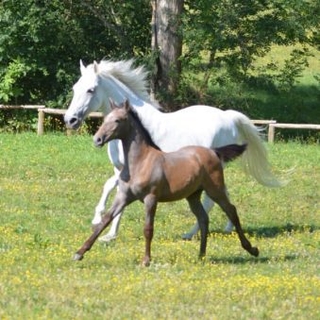 Eine Lipizzaner Stute und ihr braunes Fohlen beim Traben..