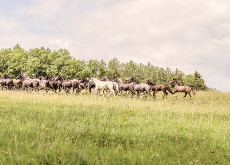 Eine Herde weißer und grauer Lipizzaner auf einer grünen Weide. Im Hintergrund sind Bäume zu sehen. 