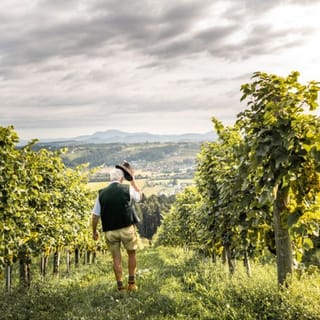 Mann mit Hut und Lederhose steht zwischen den Weinzeilen mit dem Rücken zur Kamera.