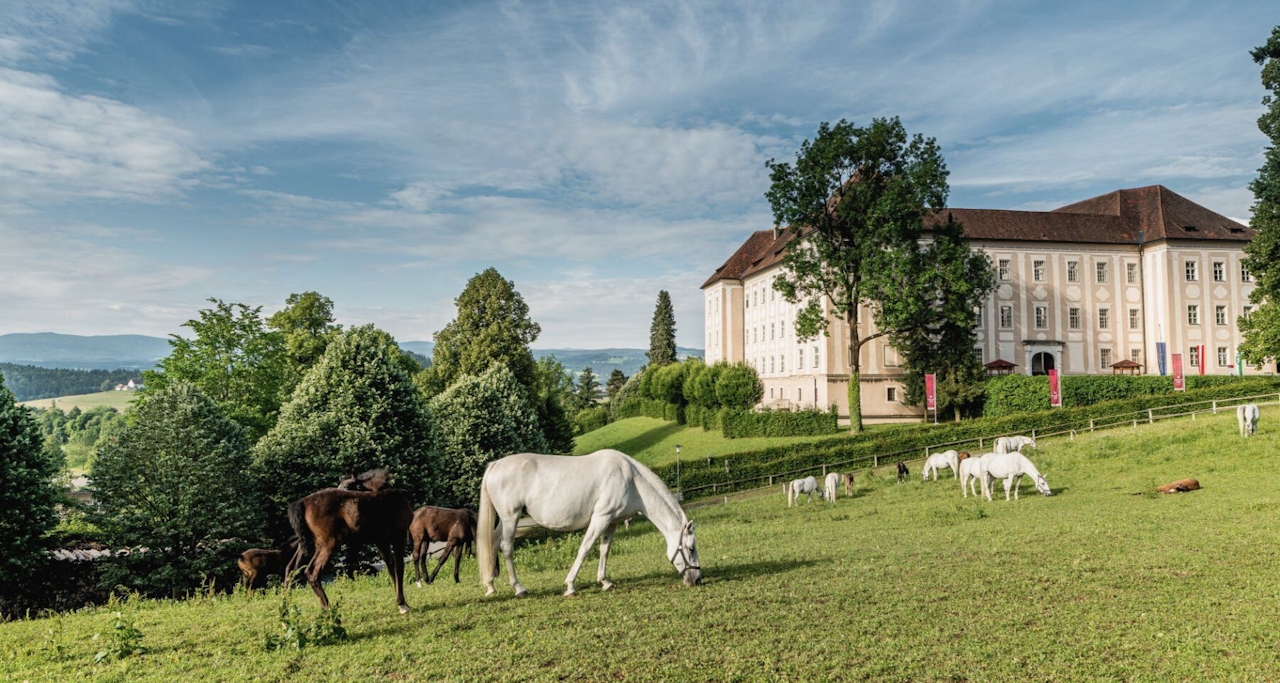 Weiße Lipizzaner Stuten und schwarze Foheln auf der grünen Wiese, dahinter das Schloss Piber.