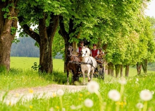 Kutsche mit einem weißen und einem braunen Lipizzaner auf einem Weg zwischen Wiesen und Bäumen.