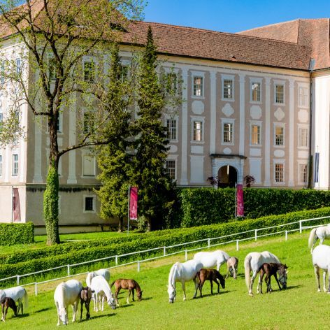 Blick auf das Schloss Piber und davor die weißen Lipizzanerstuten und die braunen Fohlen.