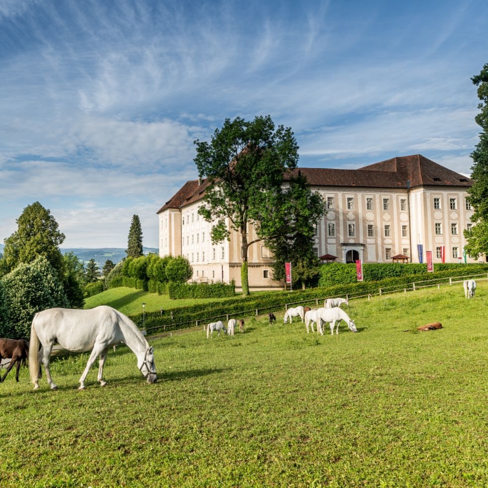 Weiße Lipizzaner Stuten und schwarze Foheln auf der grünen Wiese, dahinter das Schloss Piber.