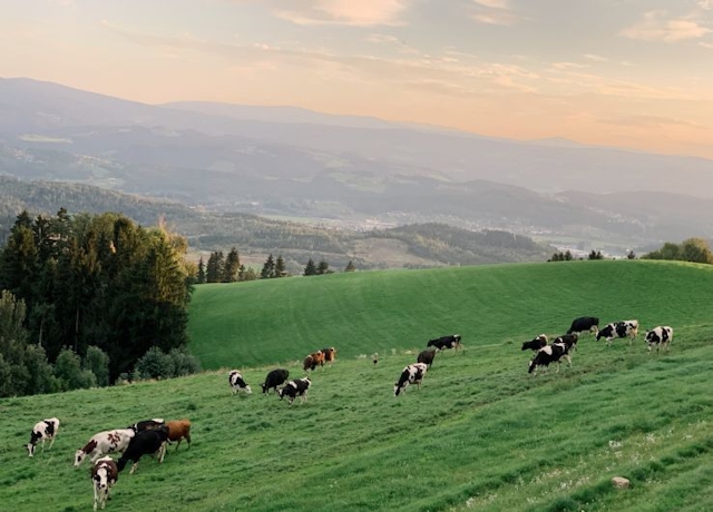 Blick auf weidende Kühe. Dahinter die wunderschöne Hügellandschaft der Lipizzanerheimat.